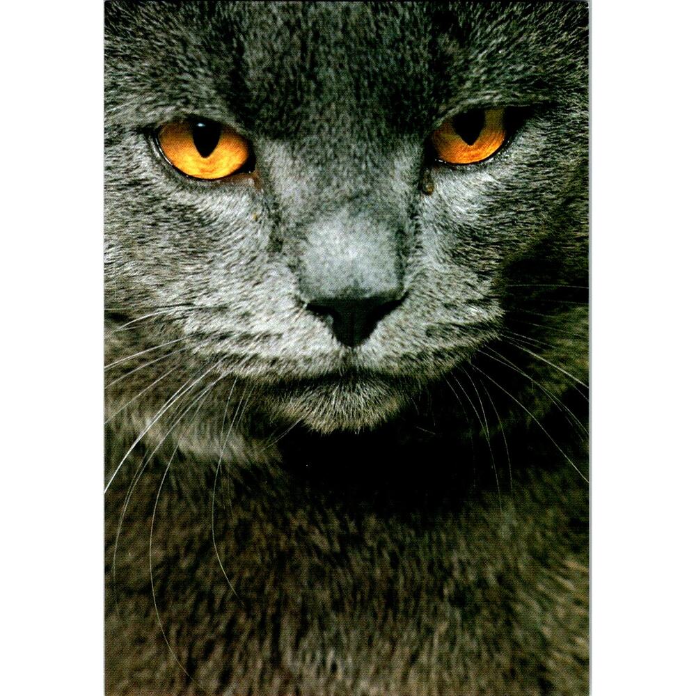 Postcard Cat Ceriosino by Adriano Bacchella Repro Art Unlimited Matt  6 x 4"